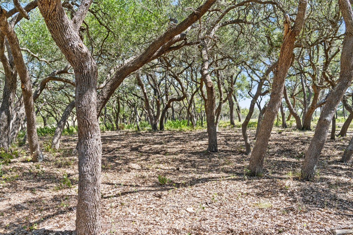 12 Lewdele Lane Blanco, TX 78606 - Photo 8 of 14 a view of a forest filled with trees