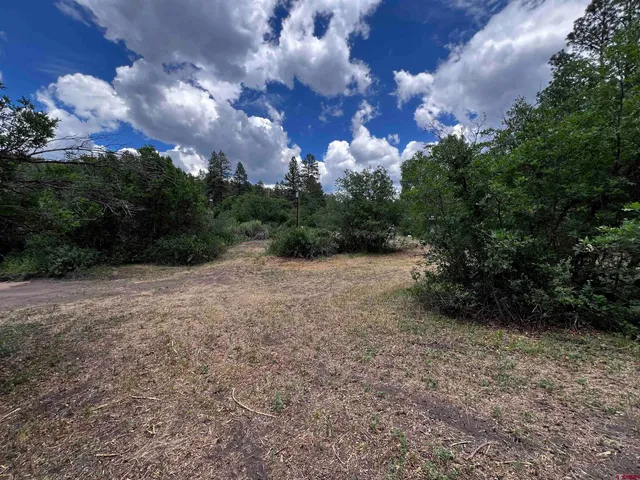 a view of a yard with plants and trees