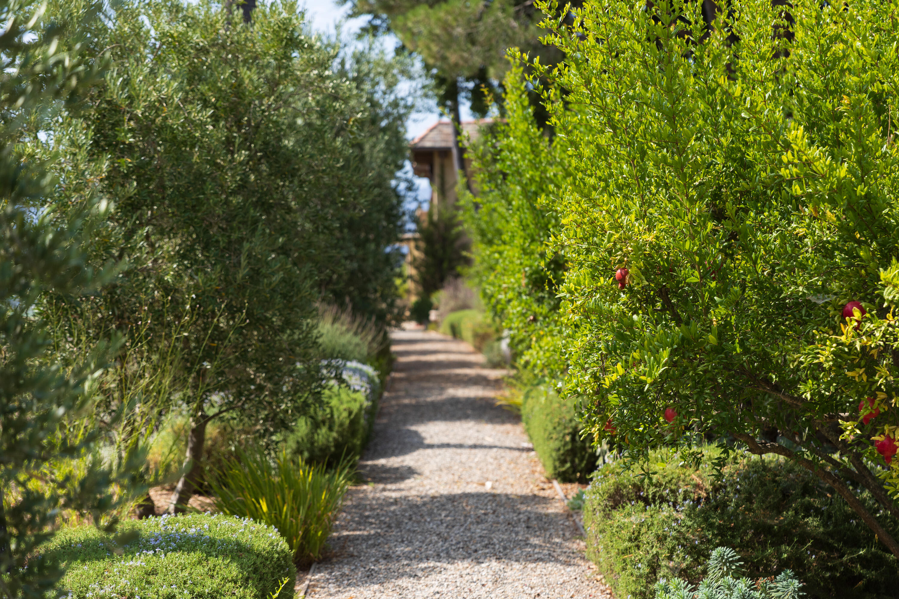 3001 Long Valley Road Santa Ynez, CA 93460 - Photo 37 of 52 a view of path in between the bunch of trees