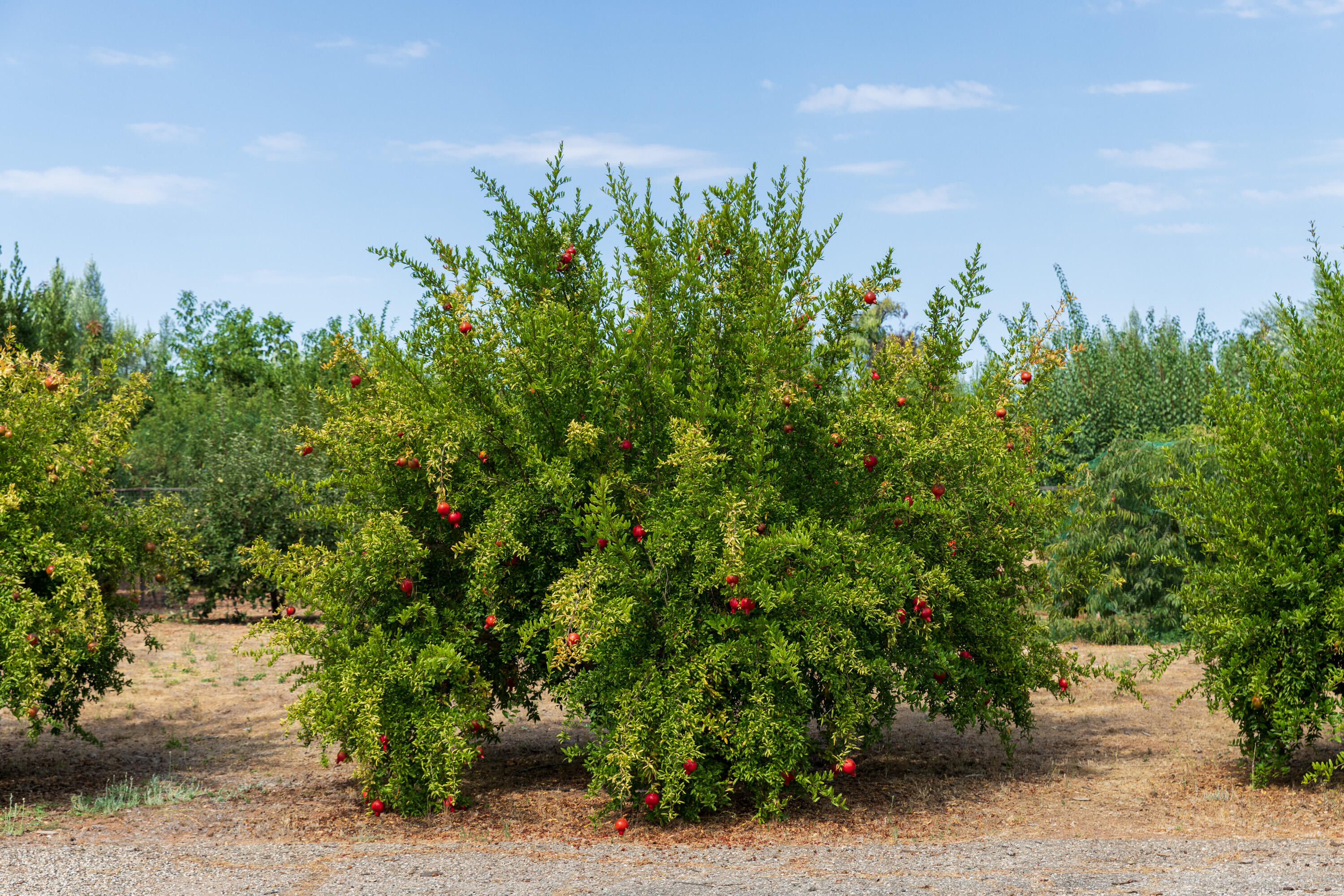 3001 Long Valley Road Santa Ynez, CA 93460 - Photo 38 of 52 a green field with lots of bushes