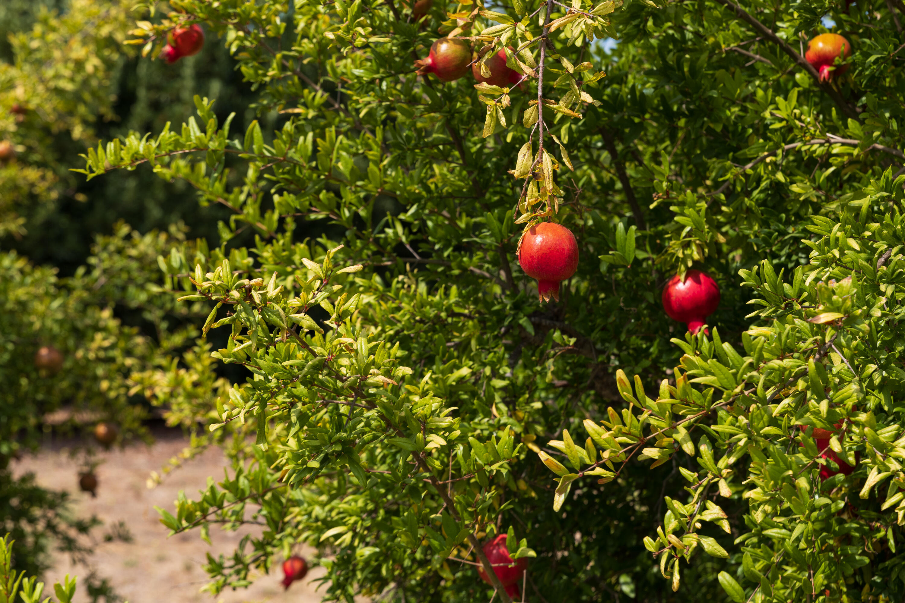 3001 Long Valley Road Santa Ynez, CA 93460 - Photo 39 of 52 a view of flowers in bunch