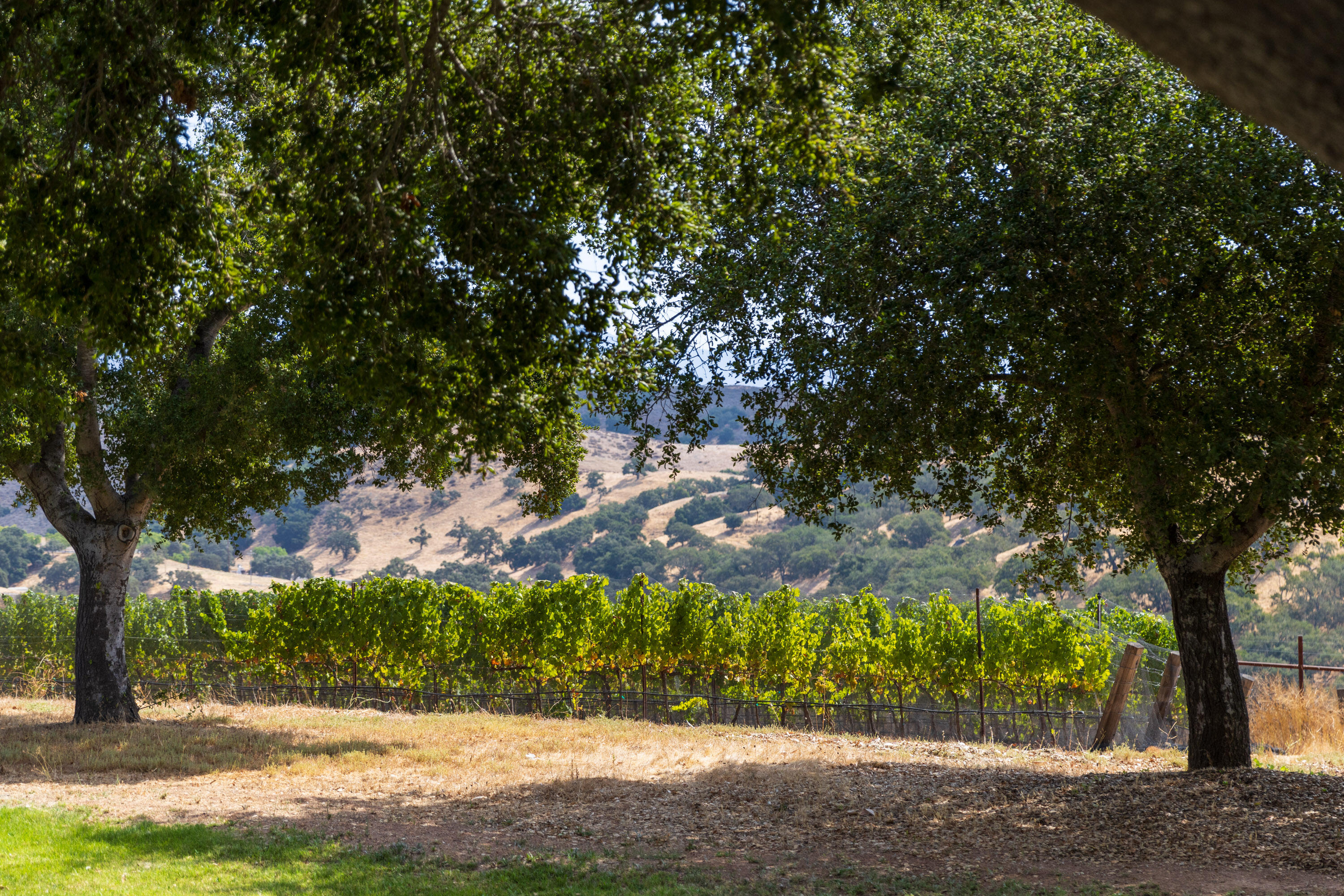 3001 Long Valley Road Santa Ynez, CA 93460 - Photo 49 of 52 a view of a yard with a tree