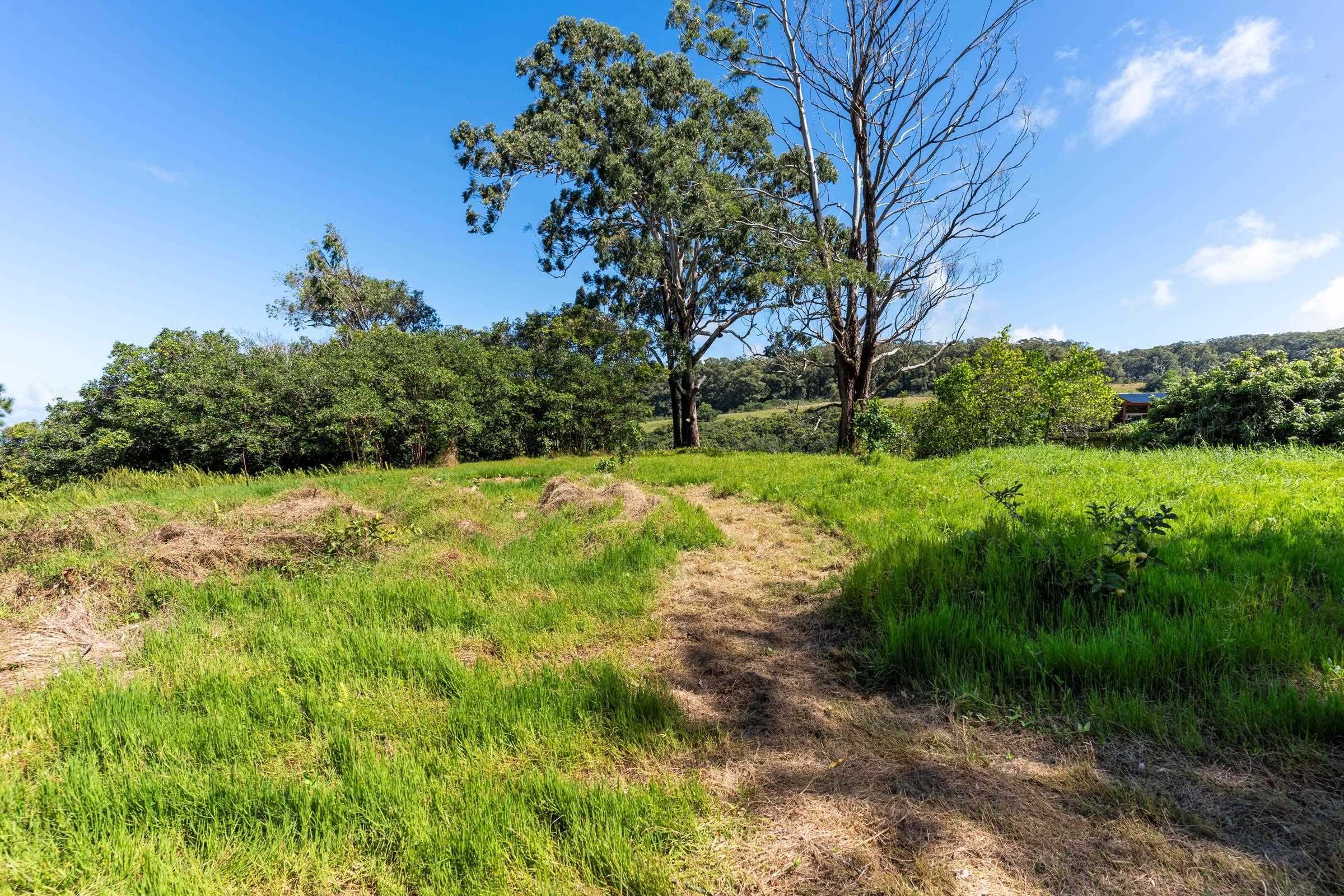 575 Awalau Road Haiku, HI 96708 - Photo 49 of 50 a view of a garden with a tree