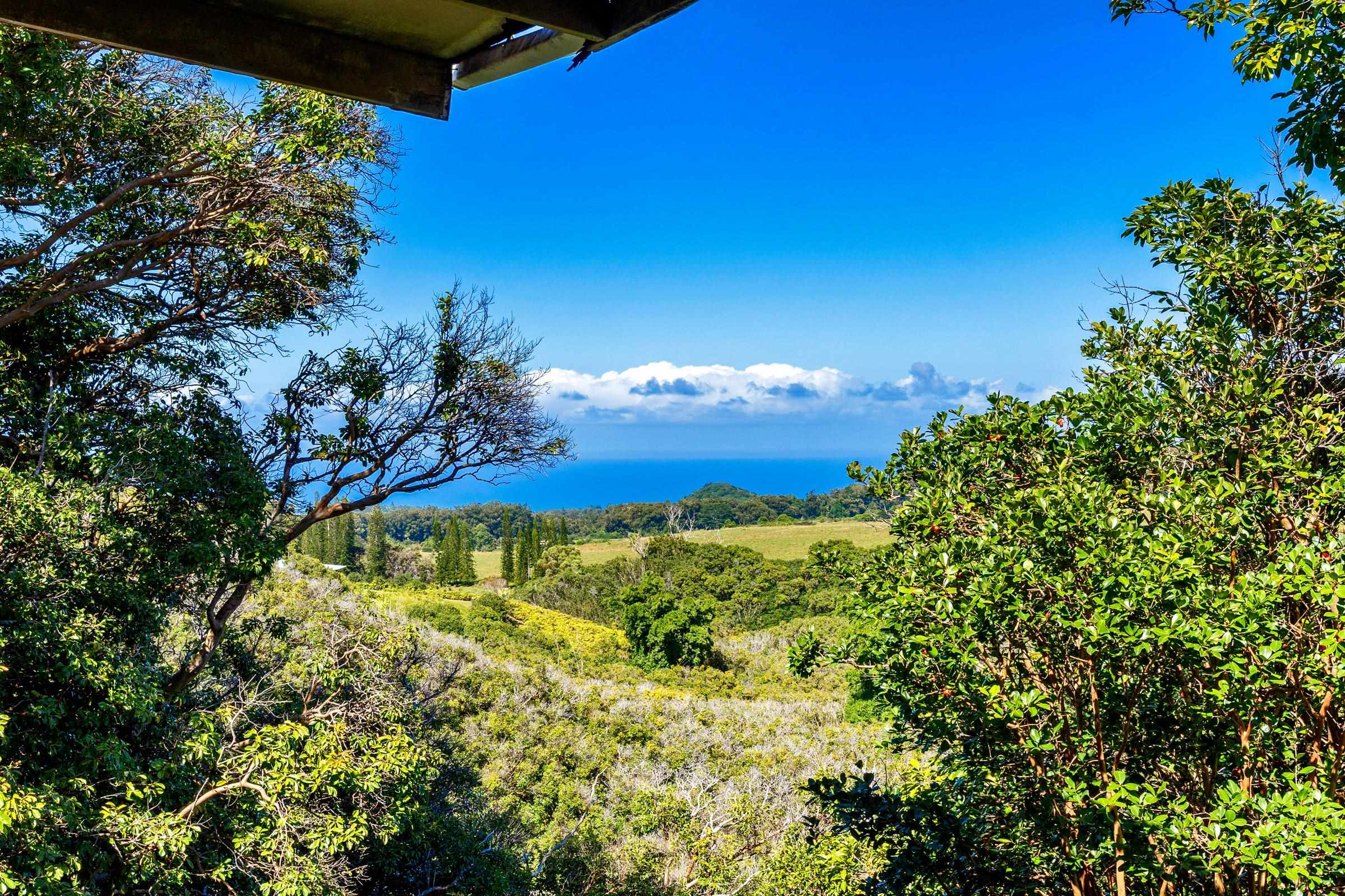 575 Awalau Road Haiku, HI 96708 - Photo 5 of 50 a view of a big yard with plants and large trees