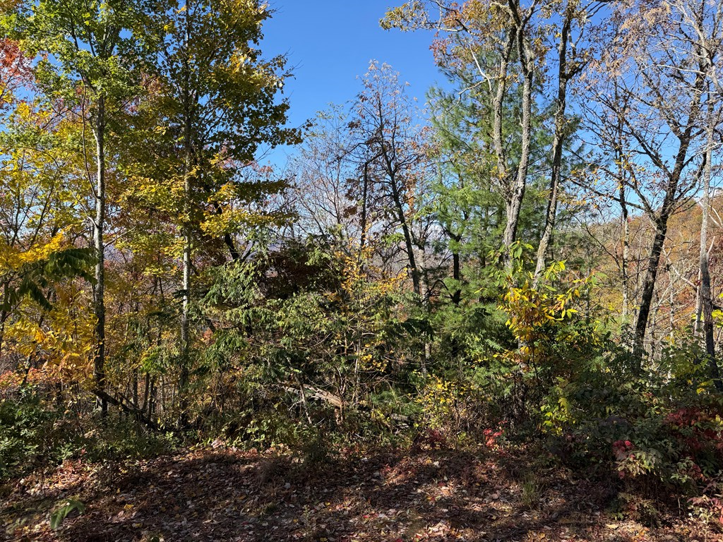 65-acres Long Branch Road Topton, NC 28781 - Photo 11 of 17 a view of a tree