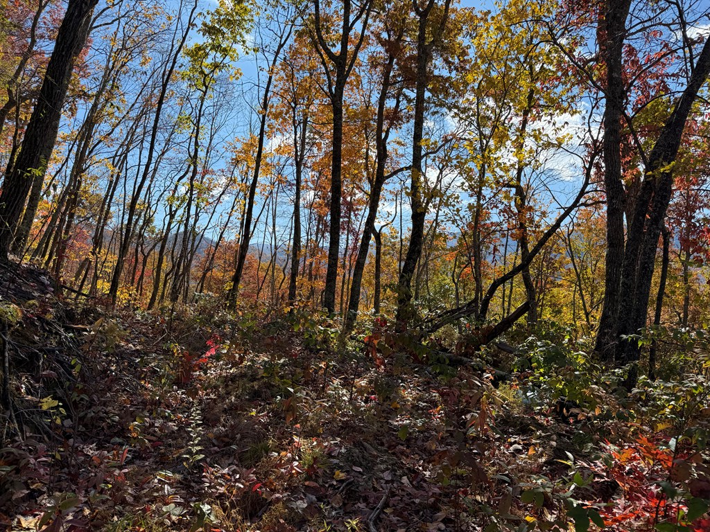 65-acres Long Branch Road Topton, NC 28781 - Photo 12 of 17 a view of yard