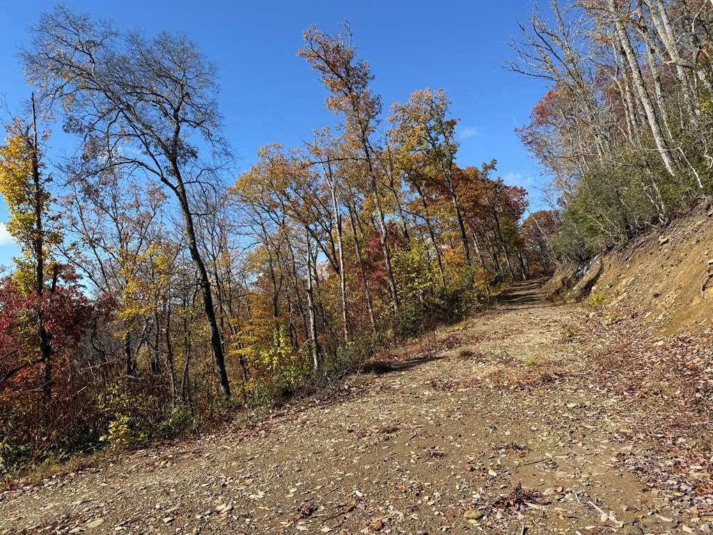 65-acres Long Branch Road Topton, NC 28781 - Photo 13 of 17 a view of a yard with a tree