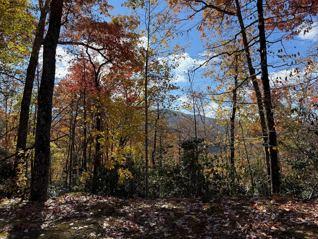 65-acres Long Branch Road Topton, NC 28781 - Photo 15 of 17 a view of forest