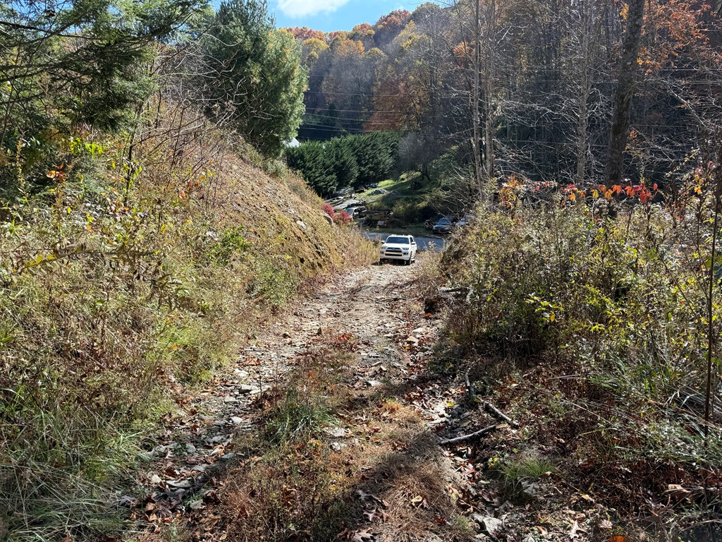 65-acres Long Branch Road Topton, NC 28781 - Photo 16 of 17 a view of a forest with a tree