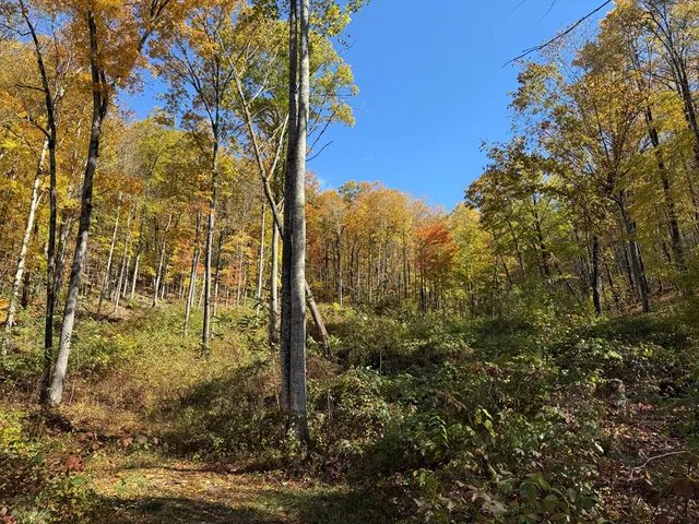 a view of a yard with large trees