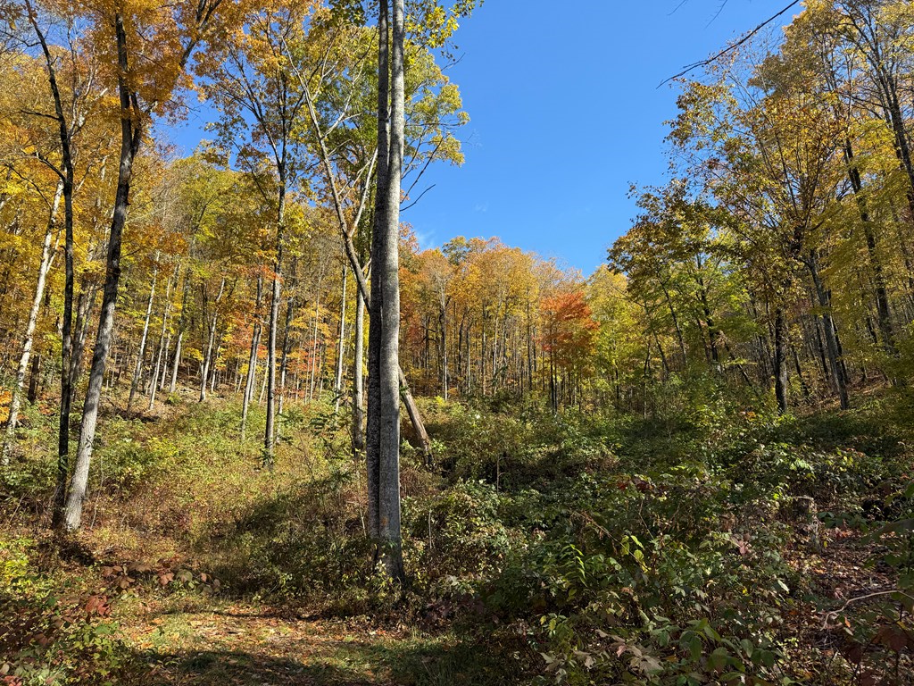 65-acres Long Branch Road Topton, NC 28781 - Photo 2 of 17 a view of a yard with large trees