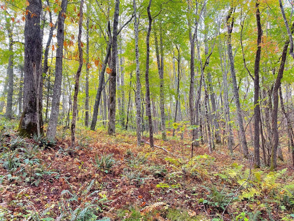 65-acres Long Branch Road Topton, NC 28781 - Photo 4 of 17 a garden view