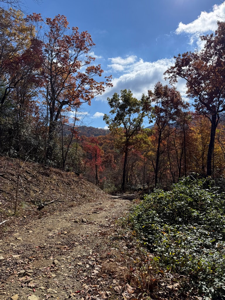 65-acres Long Branch Road Topton, NC 28781 - Photo 5 of 17 a view of a yard with lots of bushes