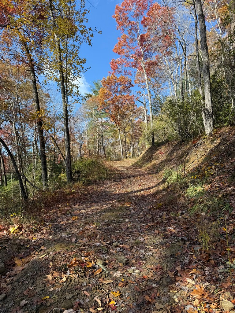 65-acres Long Branch Road Topton, NC 28781 - Photo 6 of 17 a view of a yard