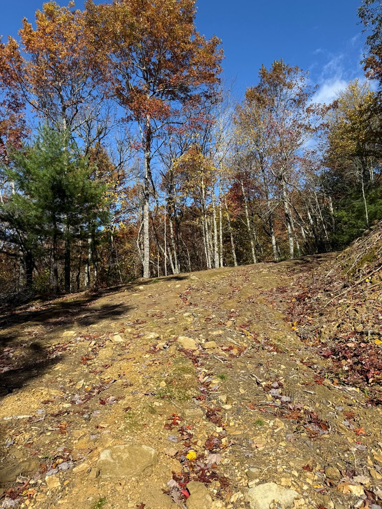 65-acres Long Branch Road Topton, NC 28781 - Photo 7 of 17 a view of a yard with a tree