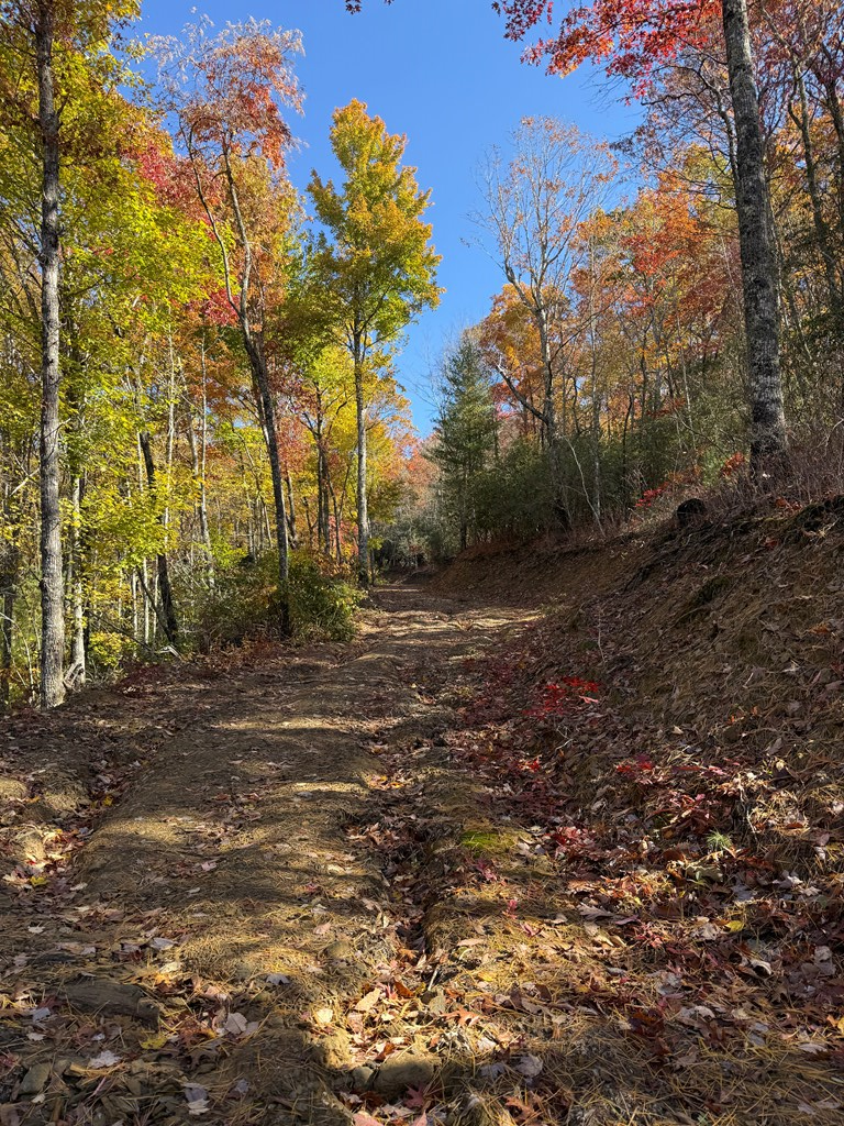 65-acres Long Branch Road Topton, NC 28781 - Photo 8 of 17 a view of a yard with trees