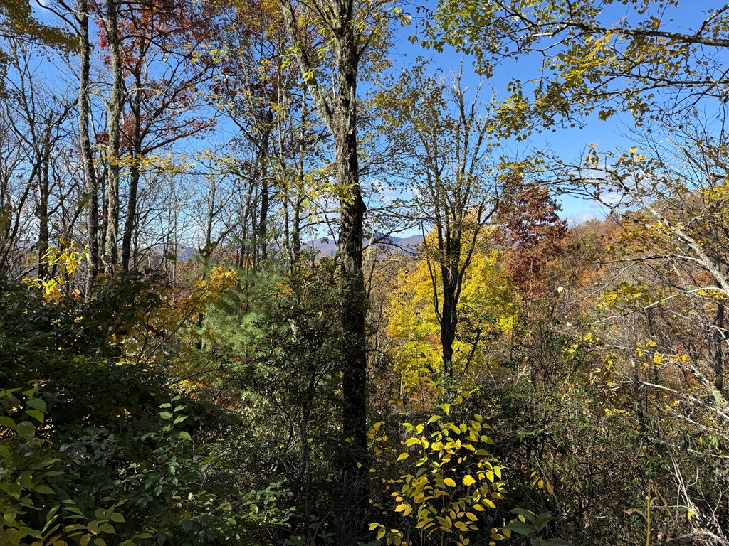 65-acres Long Branch Road Topton, NC 28781 - Photo 10 of 17 a view of forest