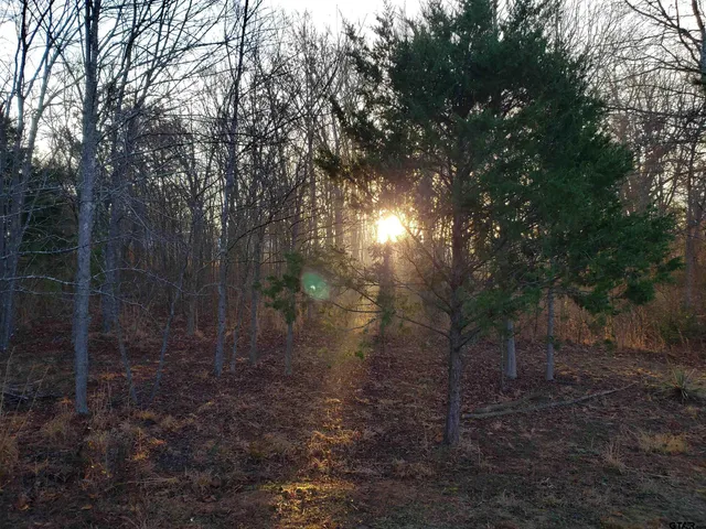 a view of a forest that has large trees