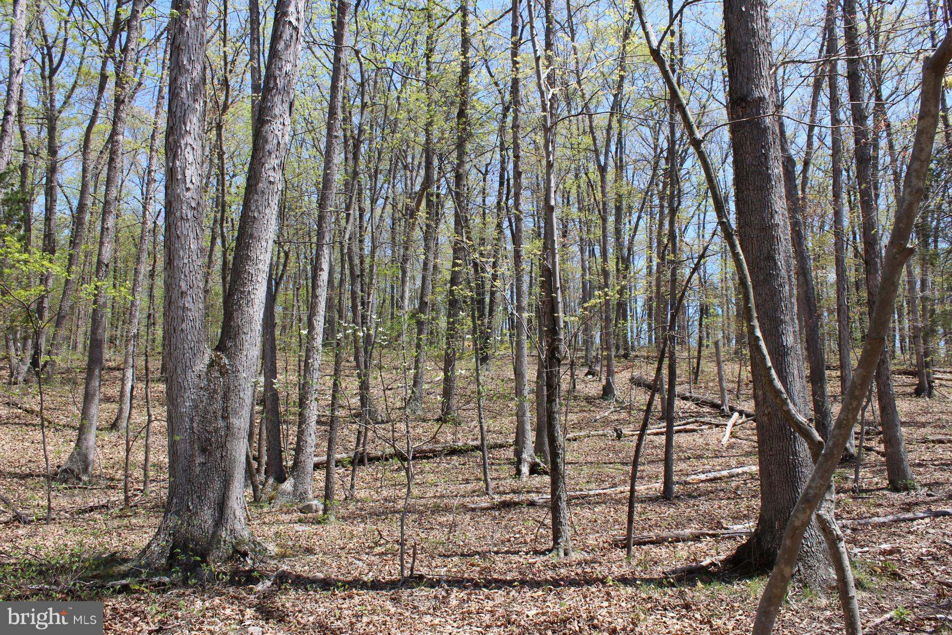 0 Bucks Mill Road Strasburg, VA 22657 - Photo 8 of 22 View of Acreage