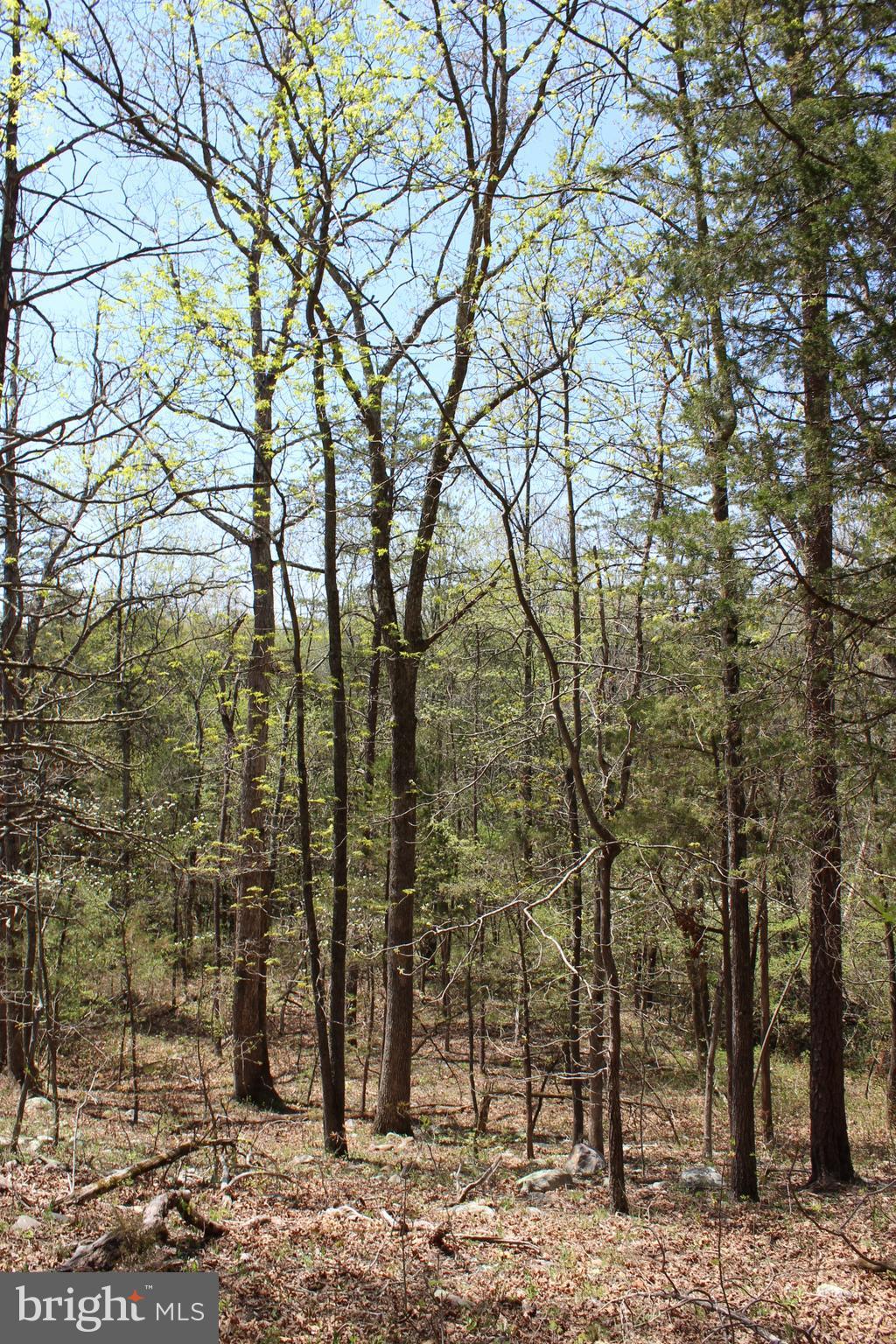0 Bucks Mill Road Strasburg, VA 22657 - Photo 9 of 22 View of Acreage
