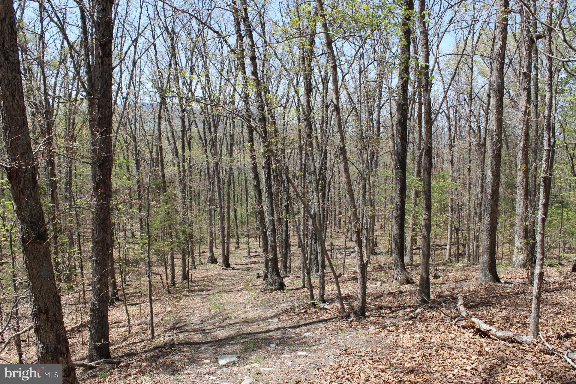 0 Bucks Mill Road Strasburg, VA 22657 - Photo 10 of 22 View of Acreage