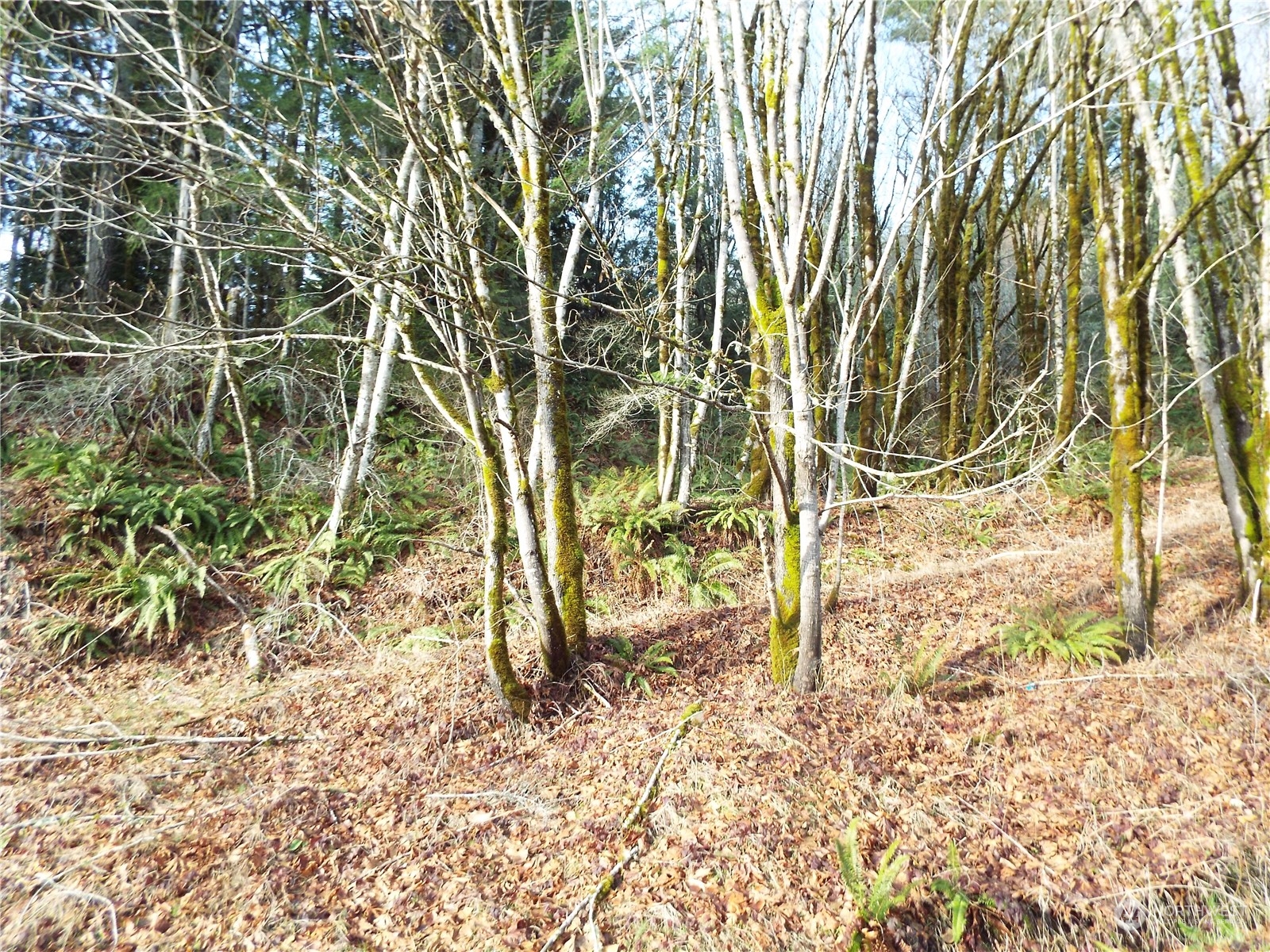 120 Wilson Road Northwest Olympia, WA 98502 - Photo 14 of 36 Gallery Image 14