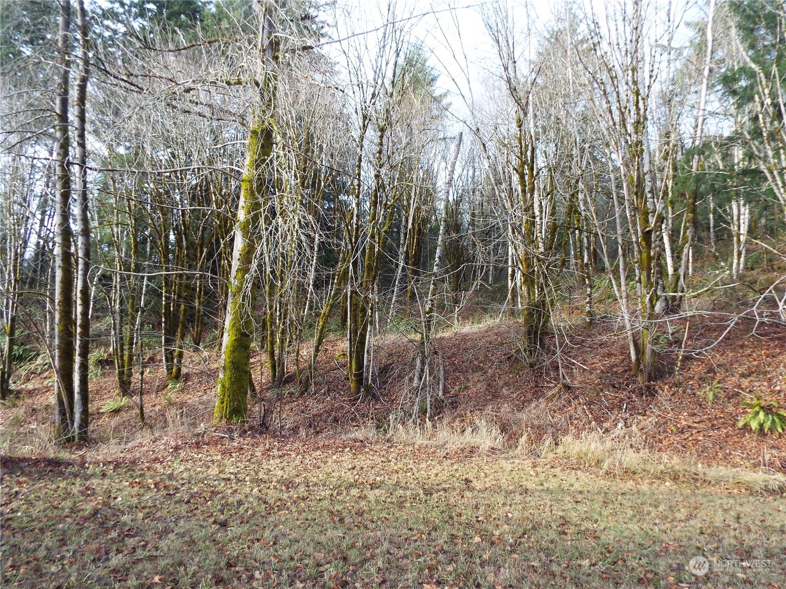 120 Wilson Road Northwest Olympia, WA 98502 - Photo 6 of 36 Gallery Image 6