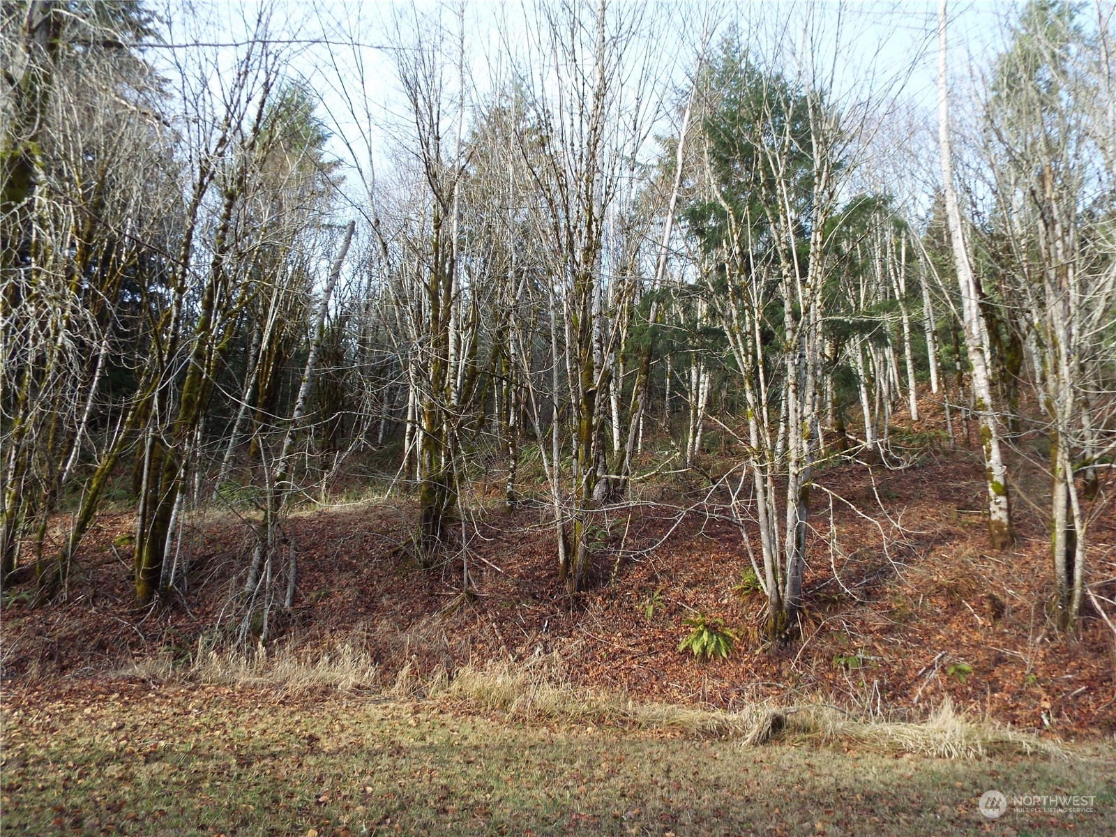 120 Wilson Road Northwest Olympia, WA 98502 - Photo 7 of 36 Gallery Image 7