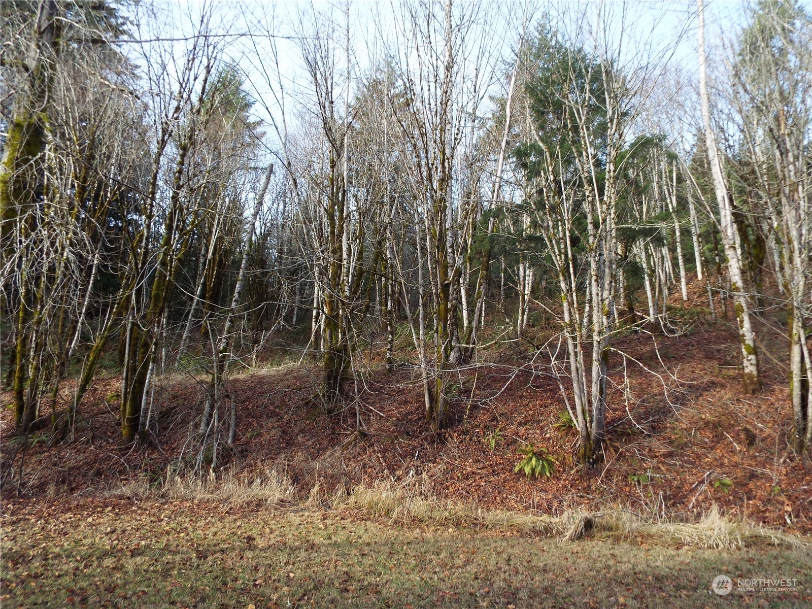 120 Wilson Road Northwest Olympia, WA 98502 - Photo 8 of 36 Gallery Image 8