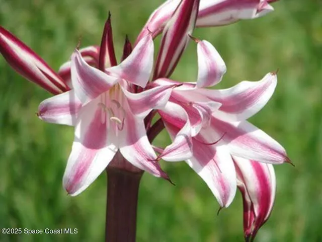 $799,995 | 6710 Florida A1A, Melbourne Beach, FL 32951