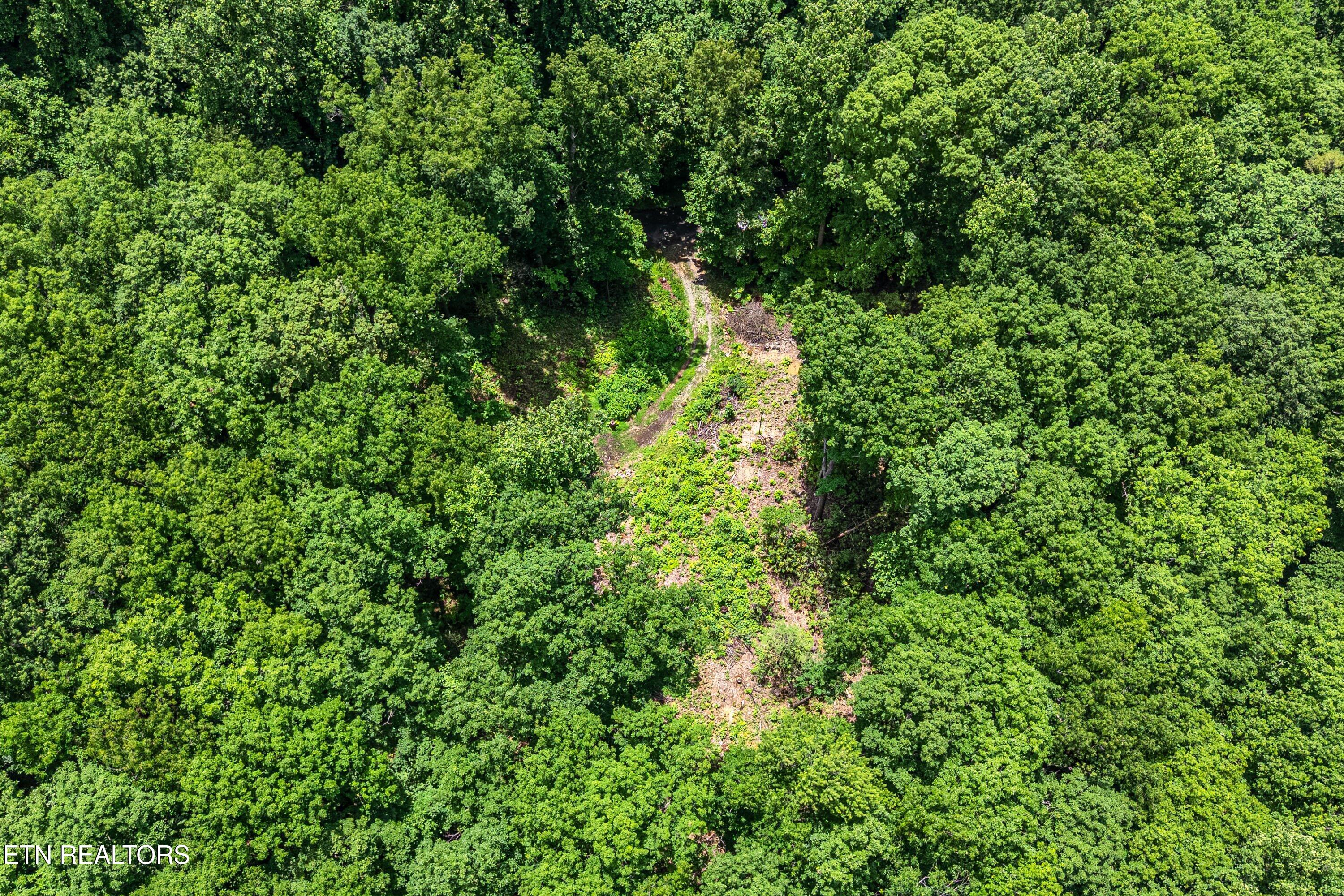 229 Sonshine Ridge Road Cosby, TN 37722 - Photo 4 of 22 27-Clearing A1