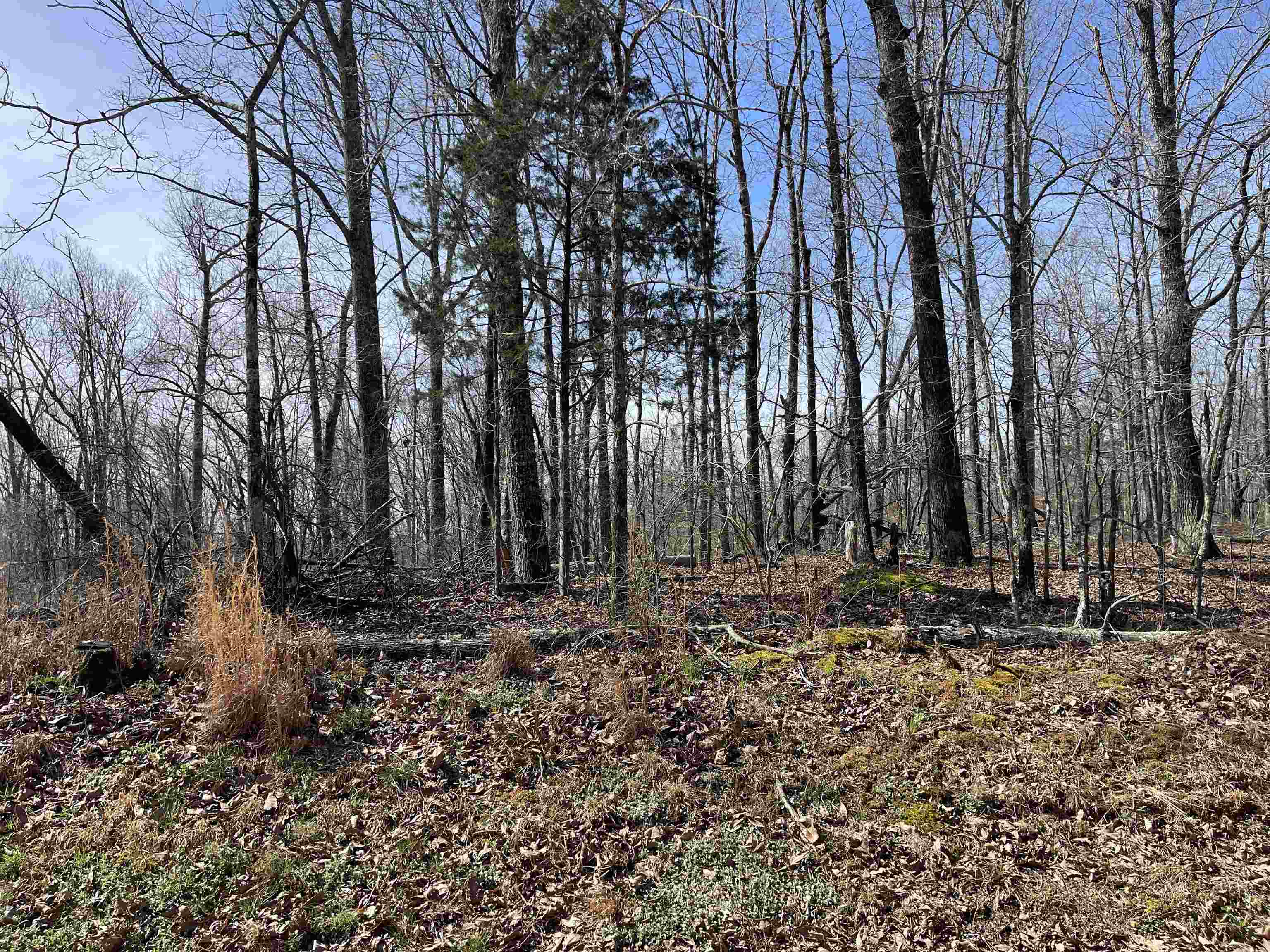 11 Liberty Road Morris Chapel, TN 38361 - Photo 12 of 20 Gallery Image 12