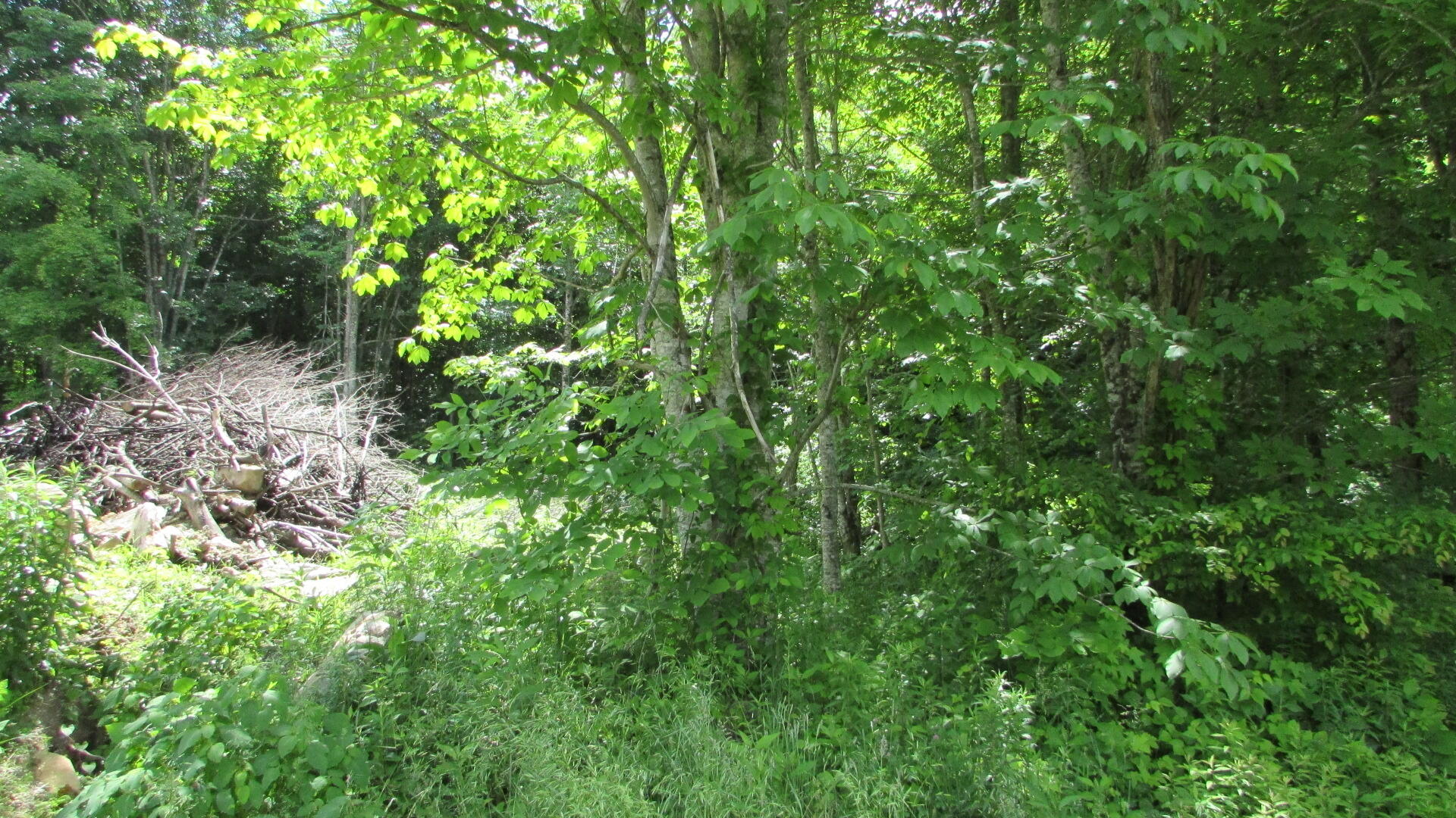 2761 Fall Branch Road Mountain City, TN 37683 - Photo 8 of 14 IMG_4575