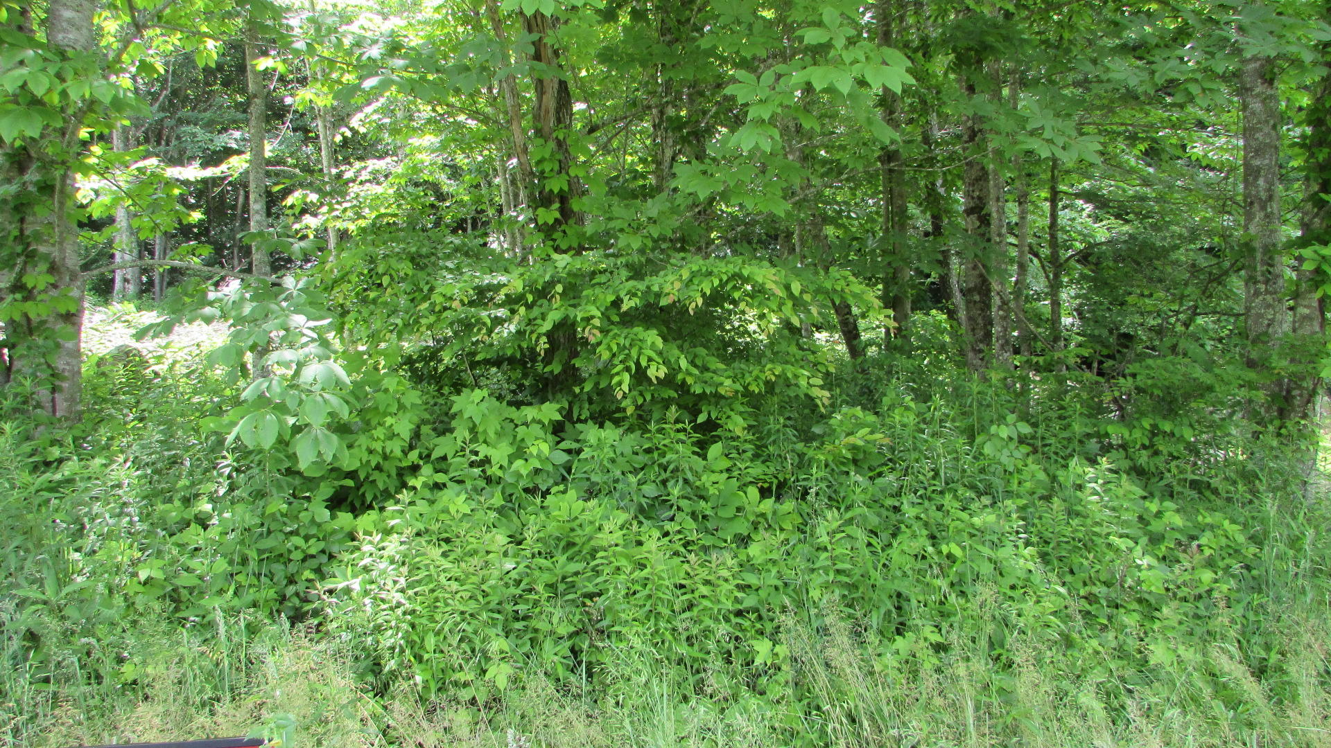 2761 Fall Branch Road Mountain City, TN 37683 - Photo 9 of 14 IMG_4576