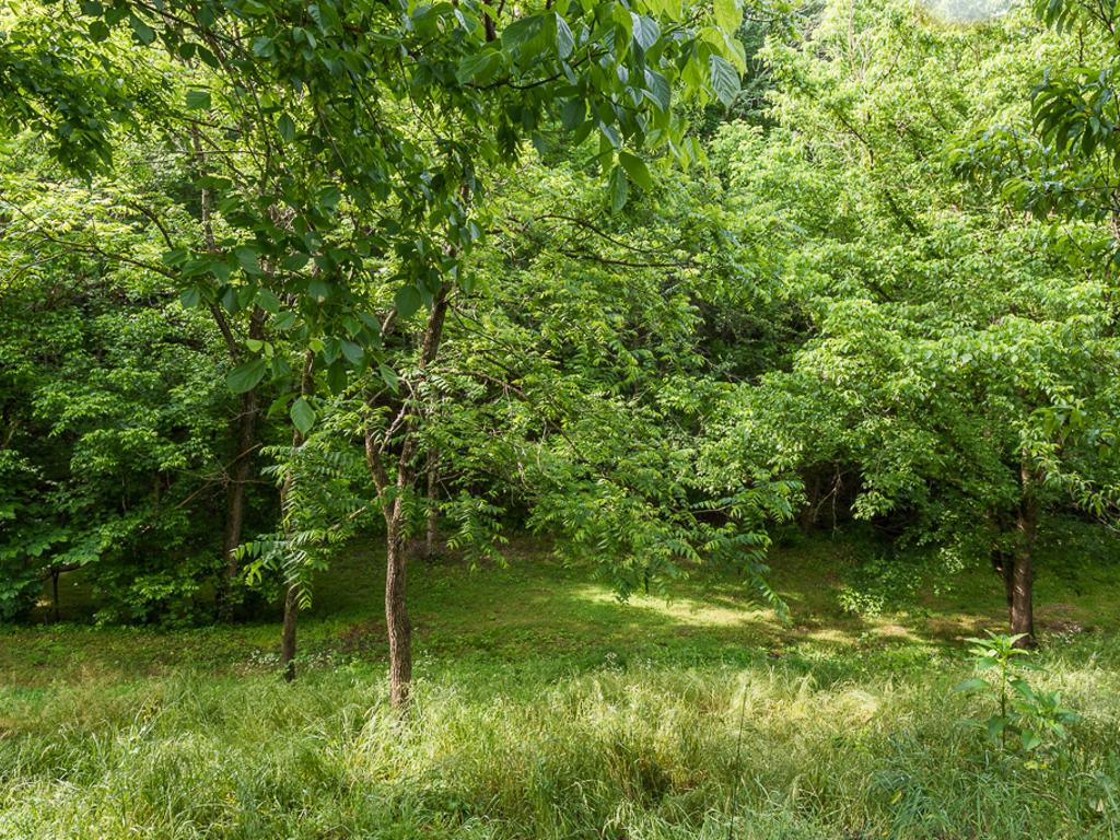 370 Palmer Road Kingsport, TN 37660 - Photo 23 of 26 Plenty of Room to Explore