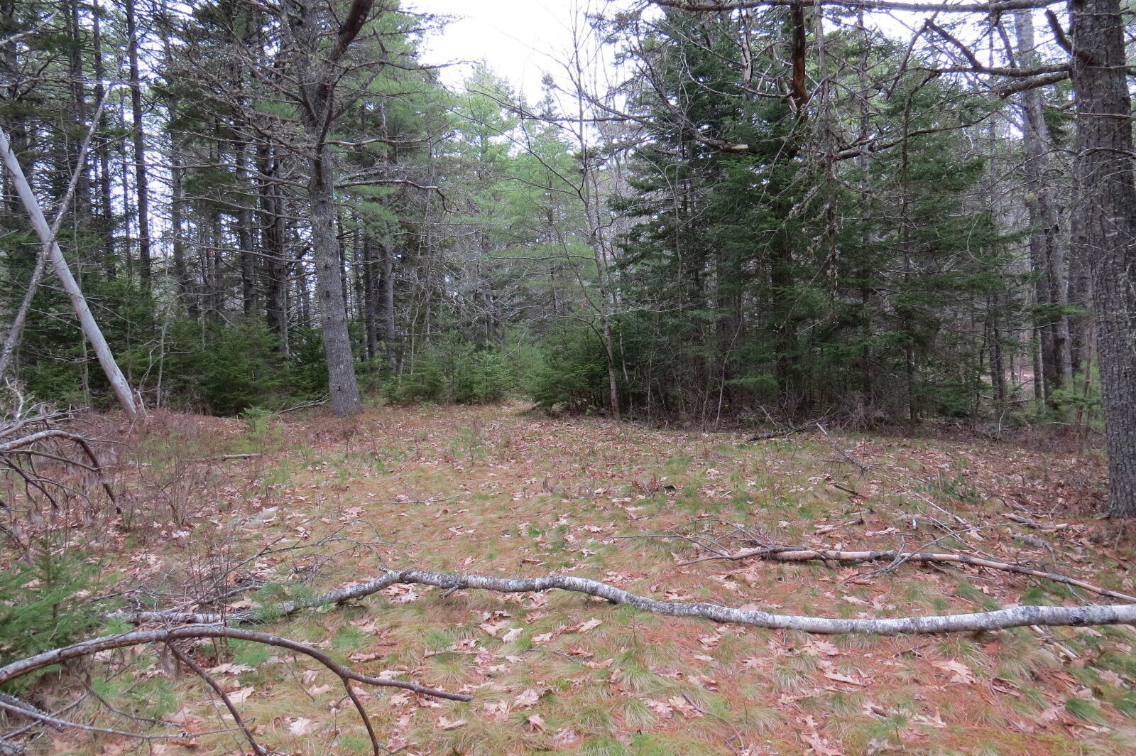 23 Porcupine Road Sullivan, ME 04664 - Photo 9 of 27 IMG_0192