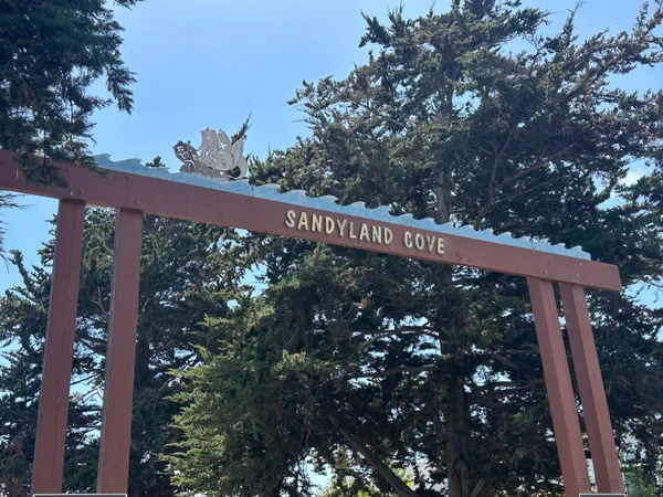a view of a tree in a yard
