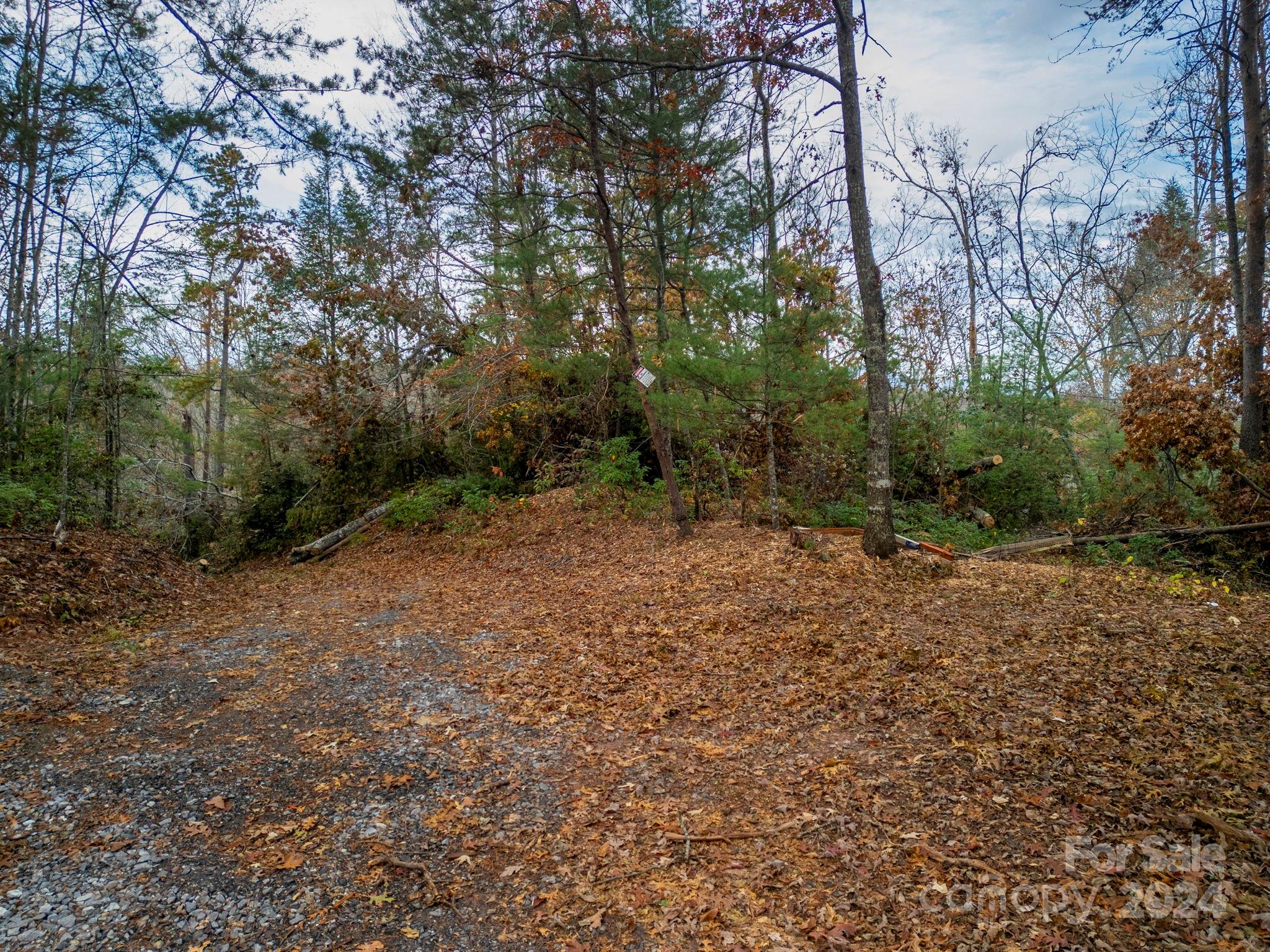 99999 Davis Town Church Road Old Fort, NC 28762 - Photo 11 of 23 a view of a forest with trees in the background