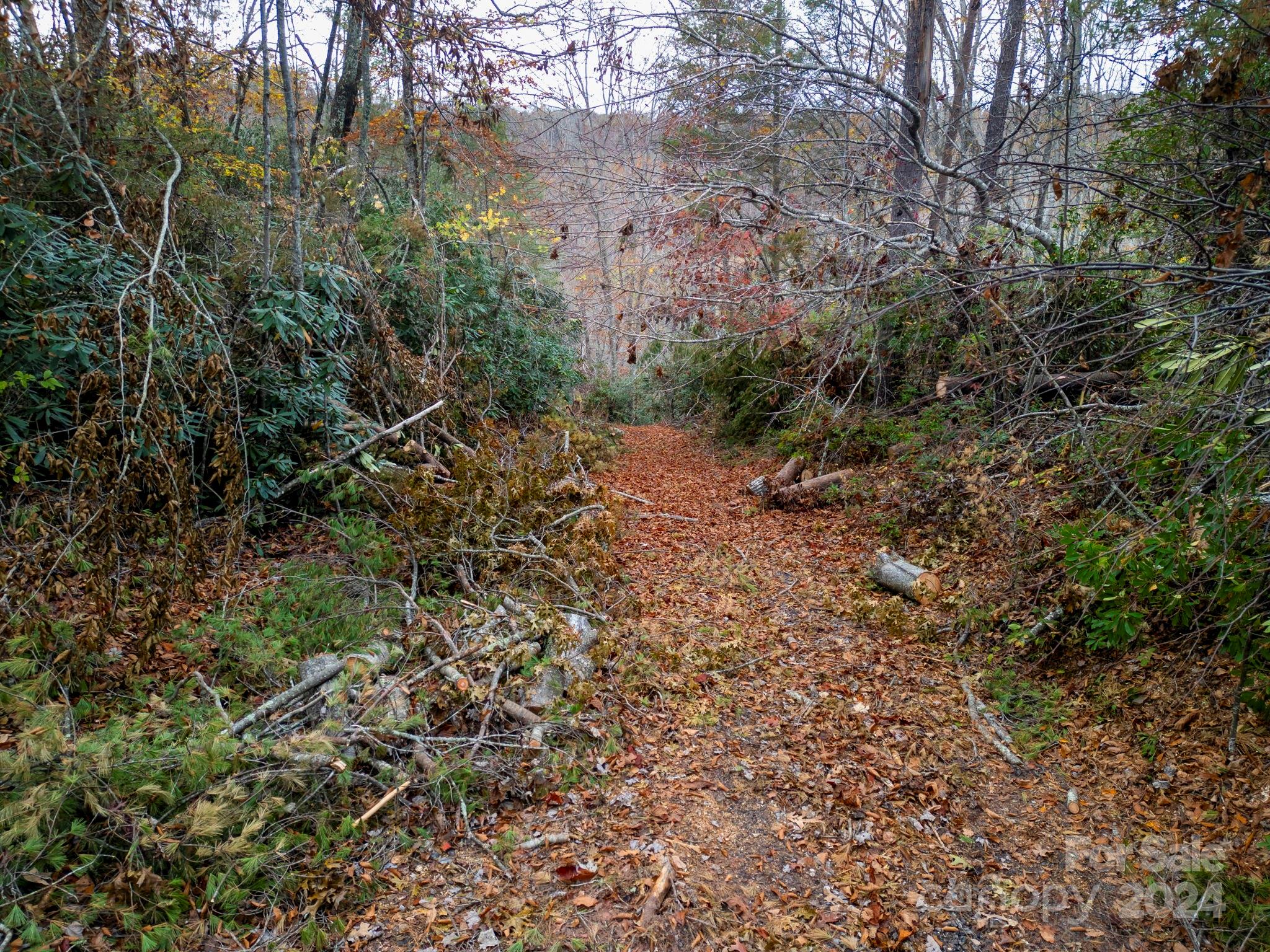 99999 Davis Town Church Road Old Fort, NC 28762 - Photo 13 of 23 a view of a forest with a tree