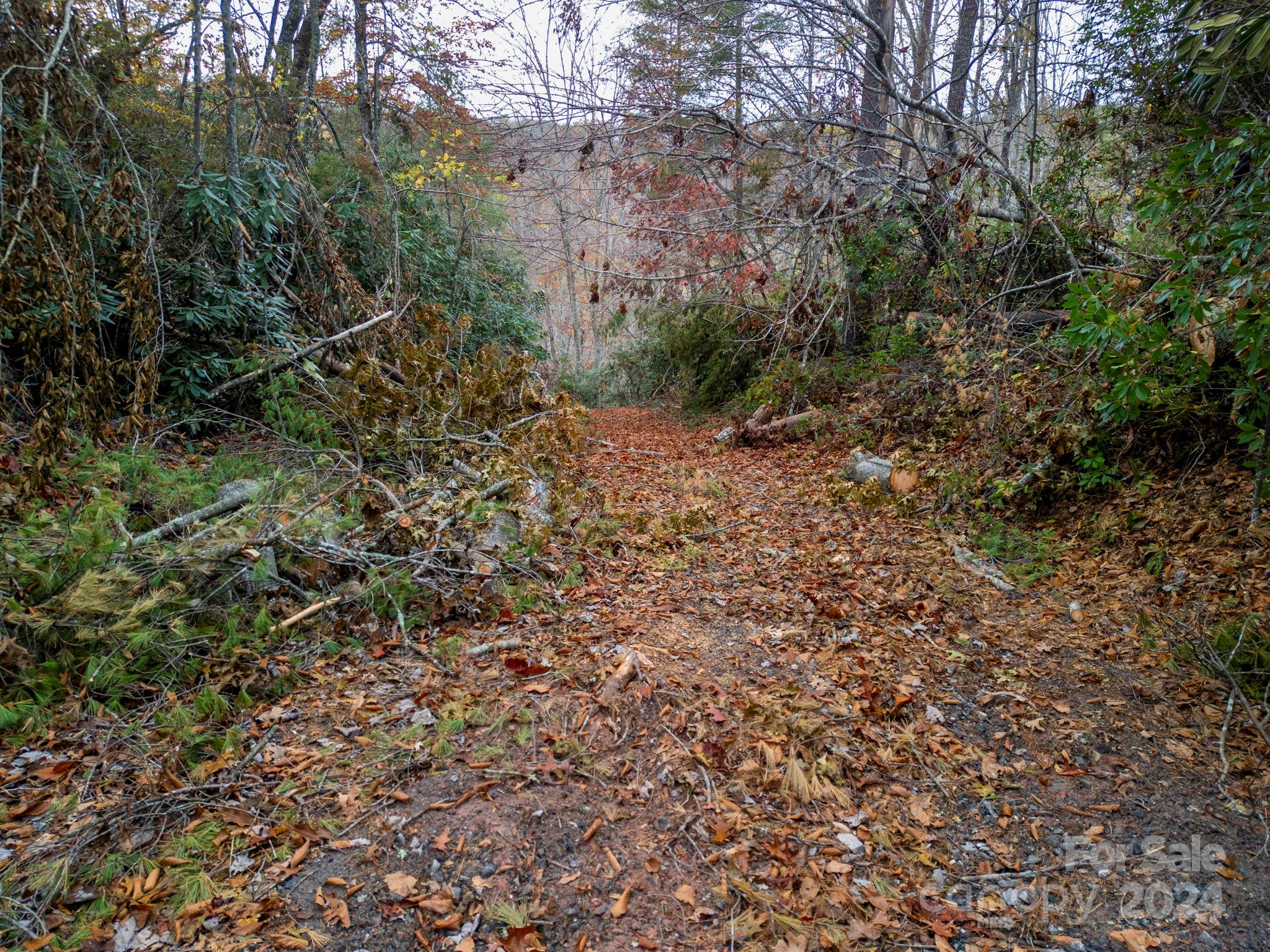 99999 Davis Town Church Road Old Fort, NC 28762 - Photo 14 of 23 a view of a forest with a tree