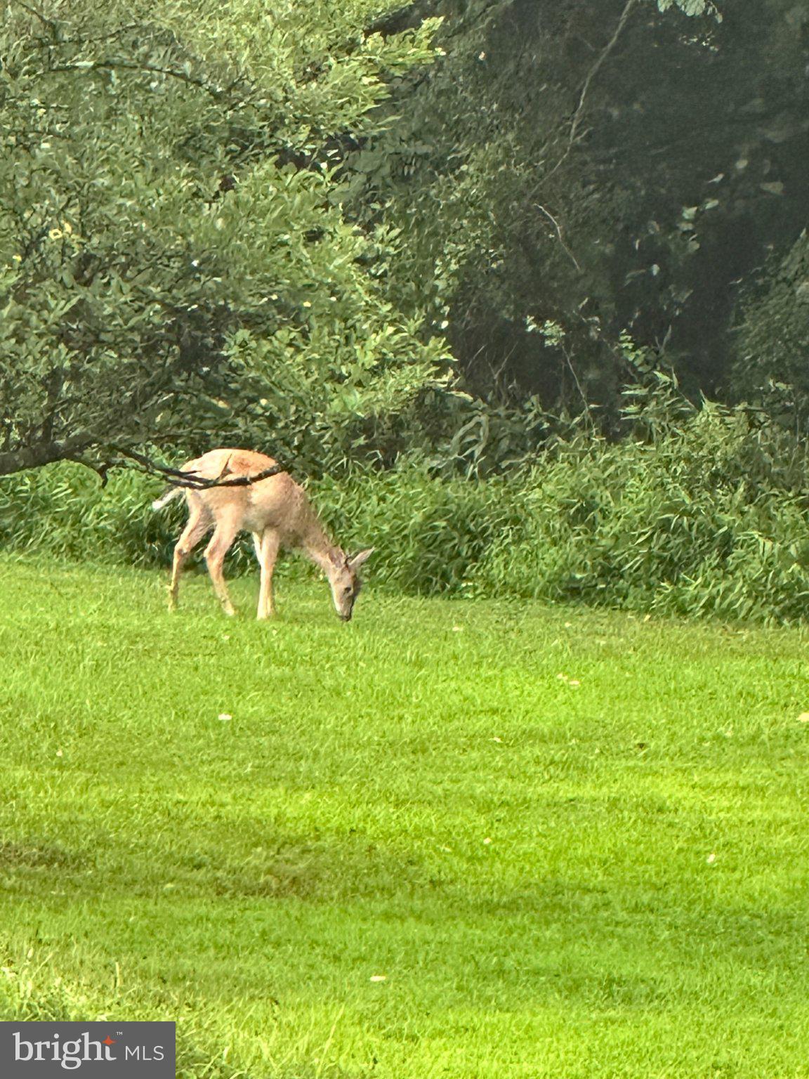 3446 Deneen Road Hancock, MD 21750 - Photo 2 of 7 Graceful deer in lush greenery.