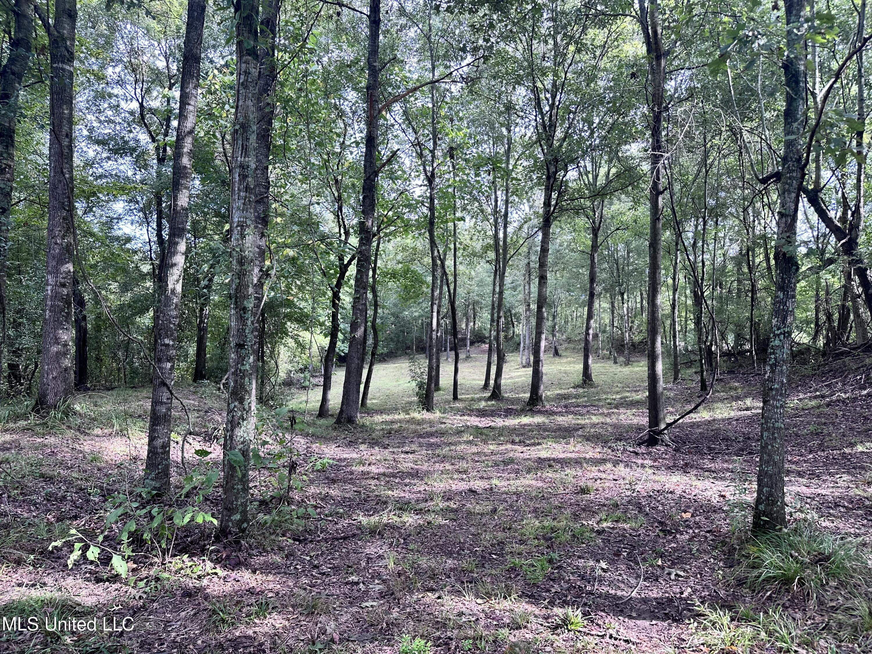 0 Ridge Road Yazoo City, MS 39194 - Photo 12 of 14 Photo Sep 25 2024, 9 37 36 AM