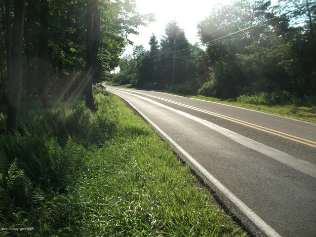 a view of a lush green forest