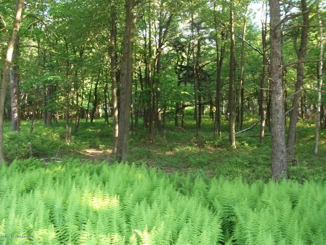 a big yard with lots of green space and trees