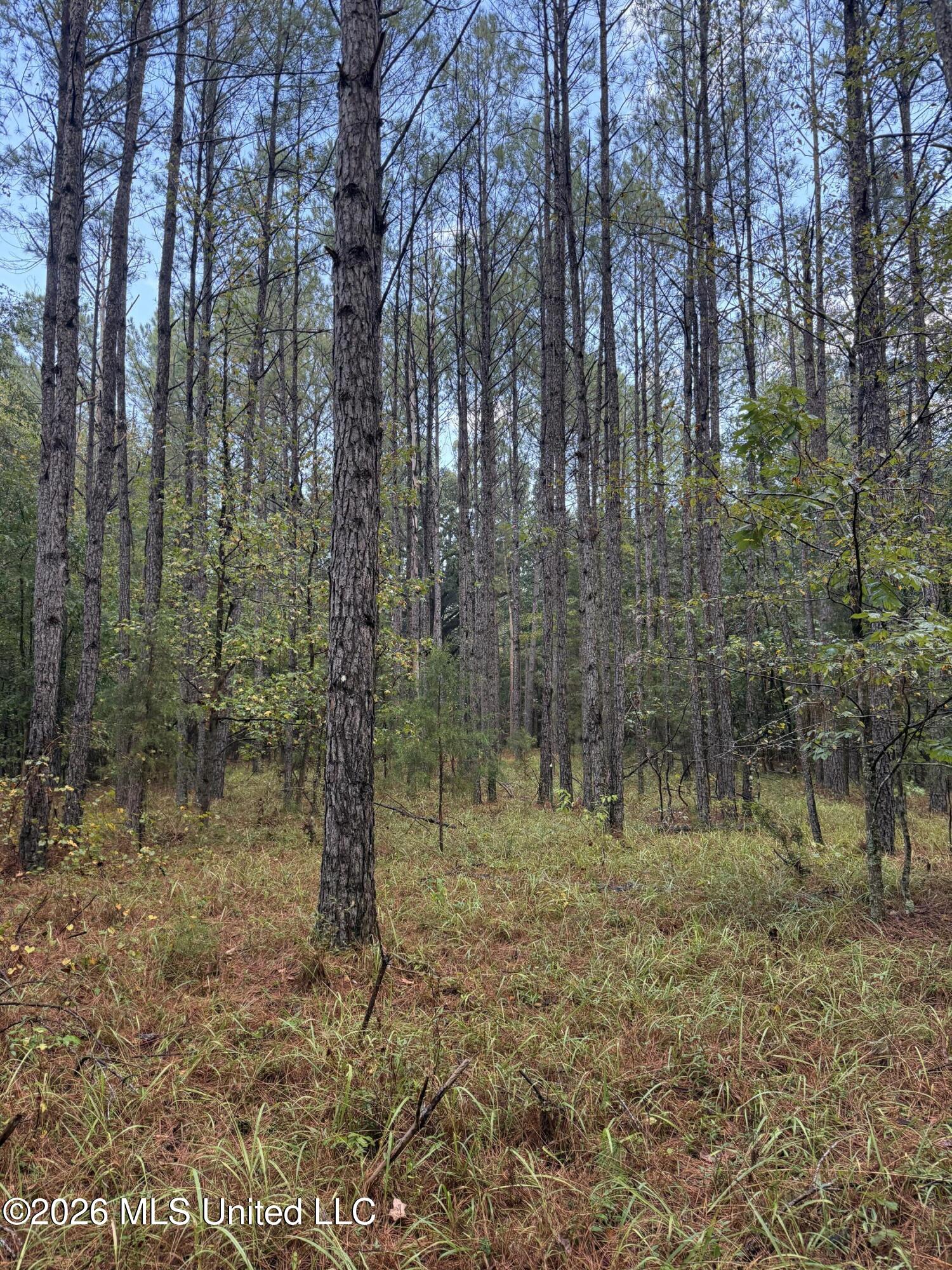 4167 County Road Sallis, MS 39160 - Photo 12 of 38 IMG_8977