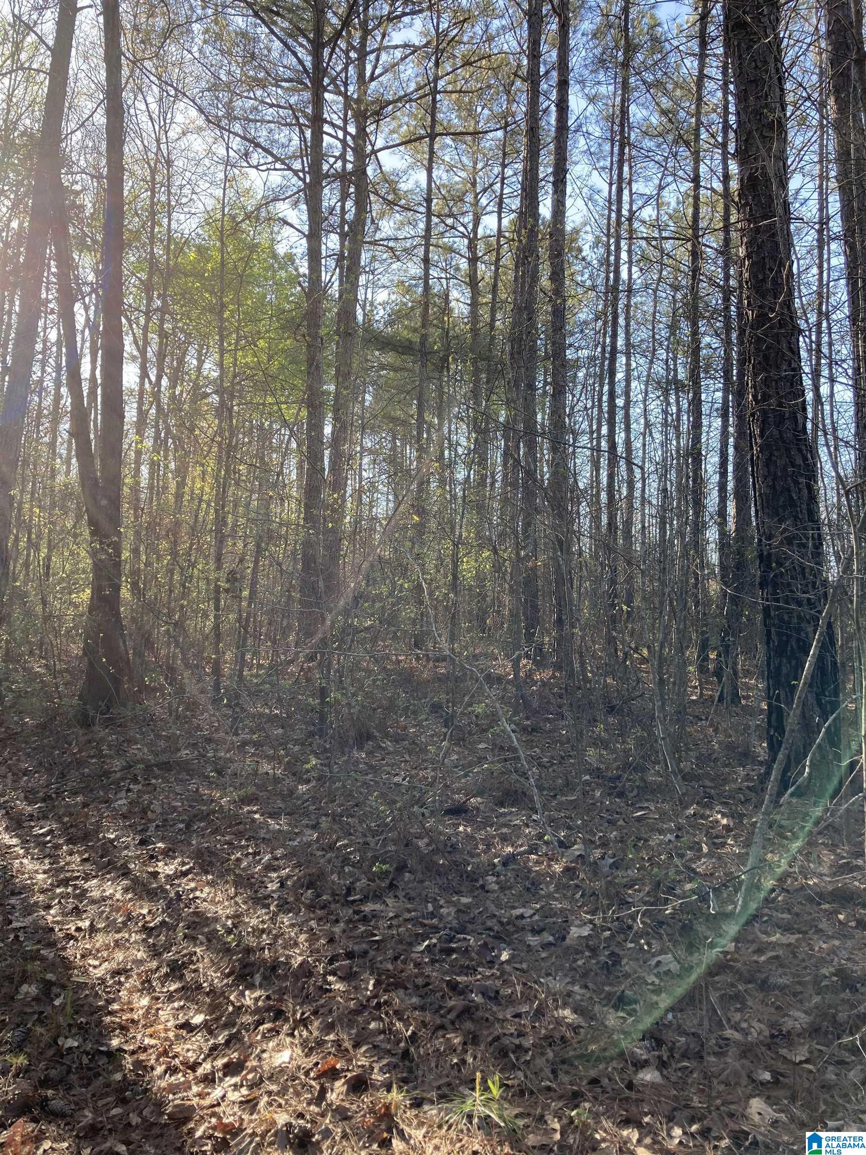 0 Jackson Trace Road, Unit 4 1 Talladega, AL 35160 - Photo 5 of 27