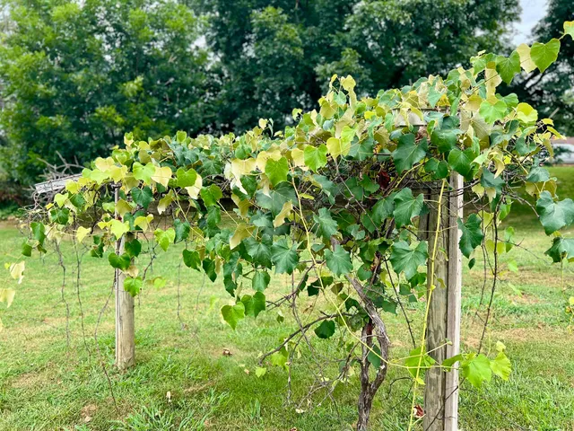 $215,000 | 411 Shenandoah Avenue, Shenandoah, VA 22849