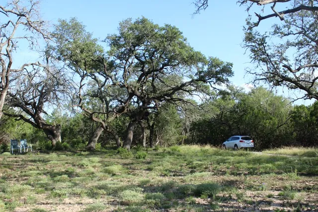 a view of street view with large trees