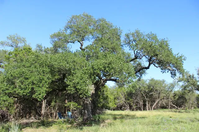 a view of a yard with plants and trees