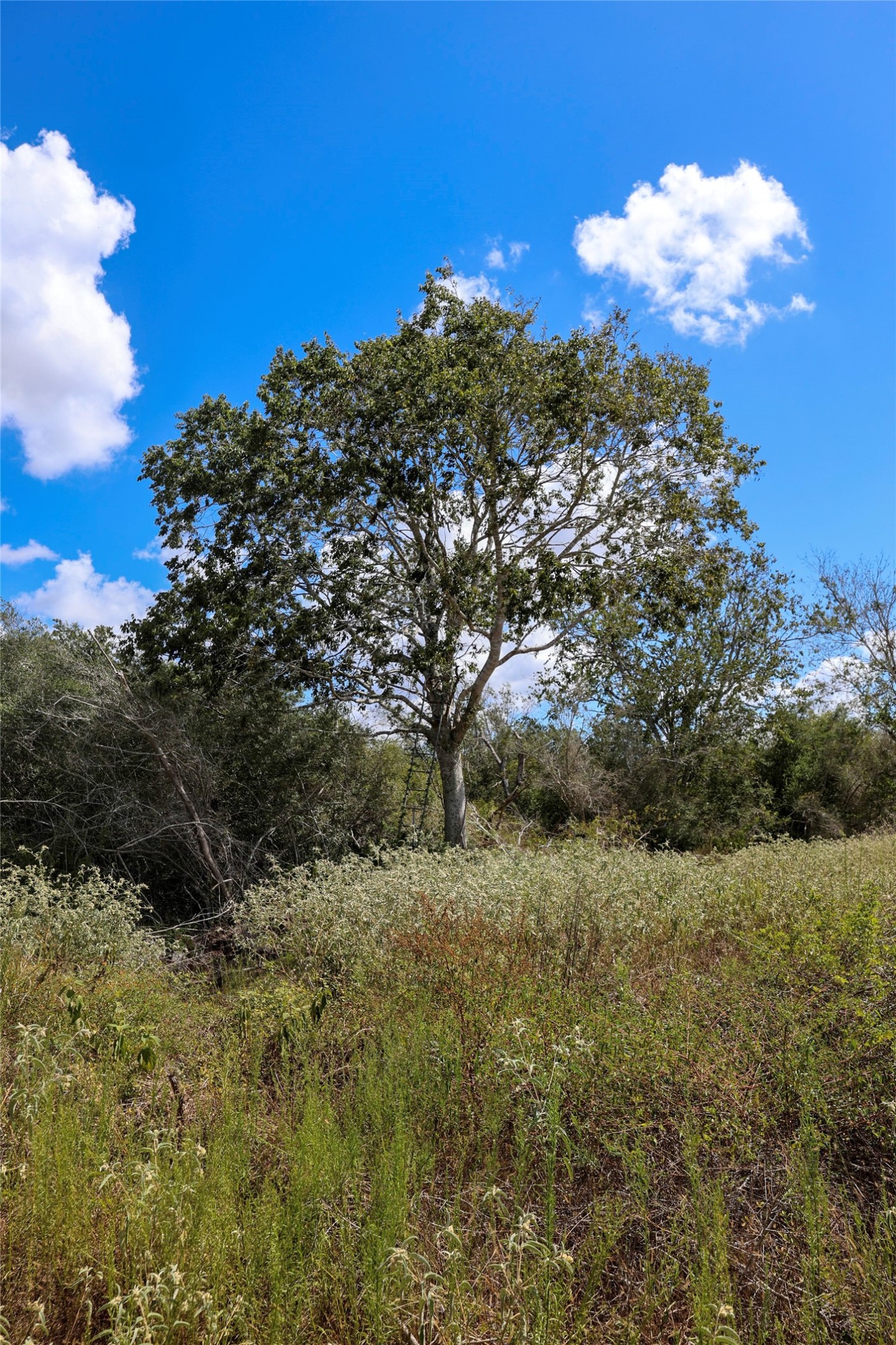 Tbd Parsons Road Victoria, TX 77904 - Photo 16 of 24 Gallery Image 16